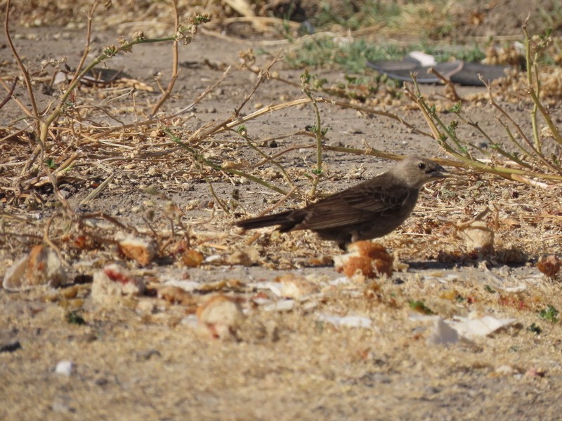 Brown-headed Cowbird - ML620362115