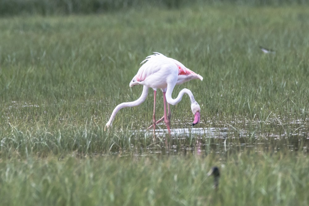 Greater Flamingo - ML620362121