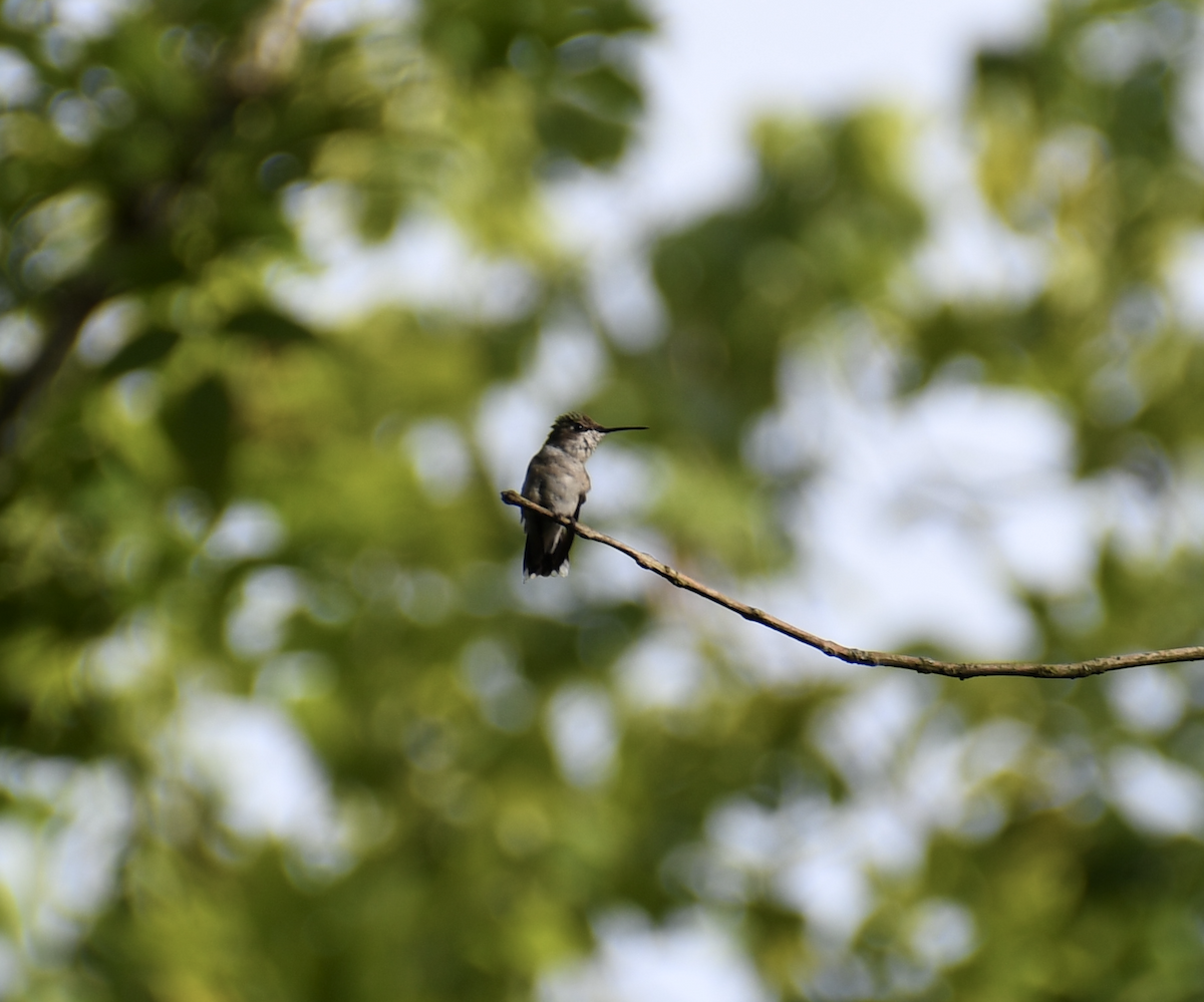 Ruby-throated Hummingbird - ML620362124