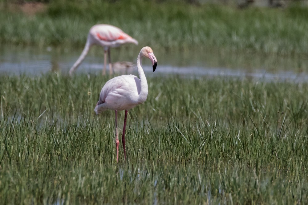 Greater Flamingo - ML620362129