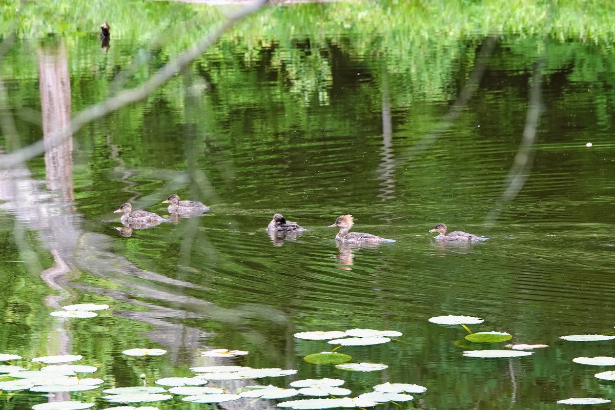 Hooded Merganser - ML620362138