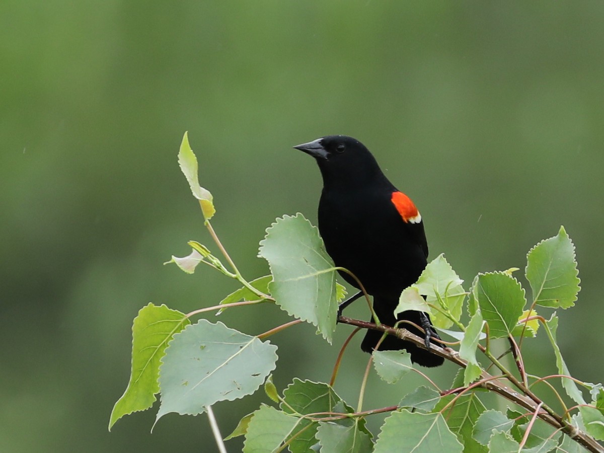 Red-winged Blackbird - ML620362143