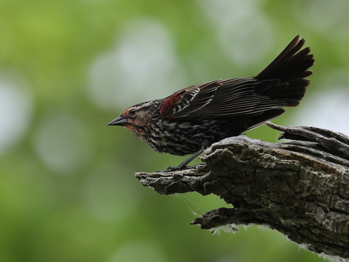 Red-winged Blackbird - ML620362144