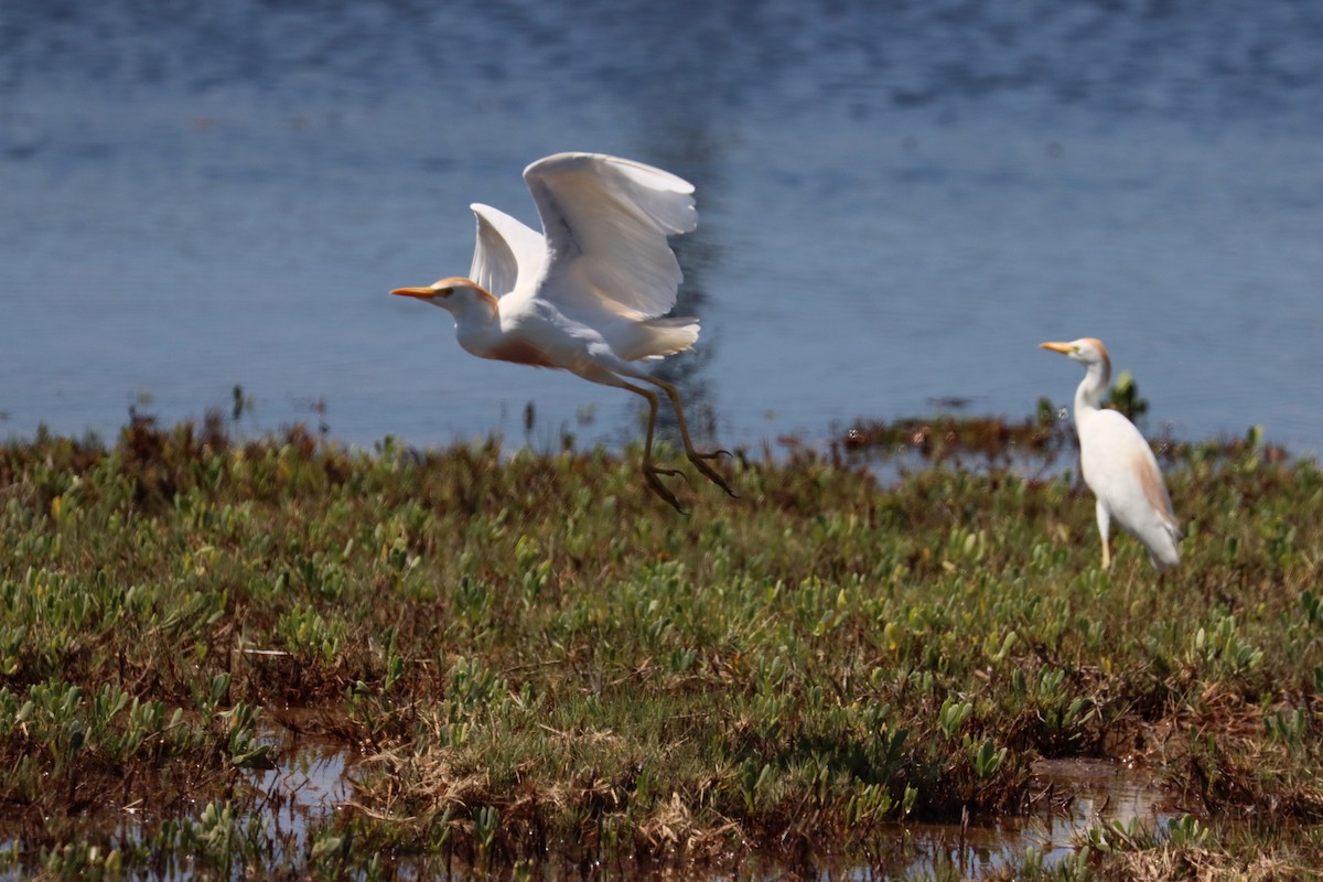 Western Cattle Egret - ML620362147