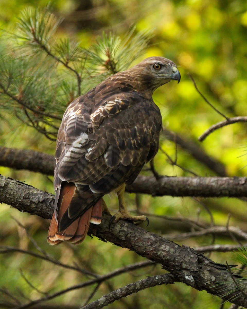 Red-tailed Hawk - ML620362158