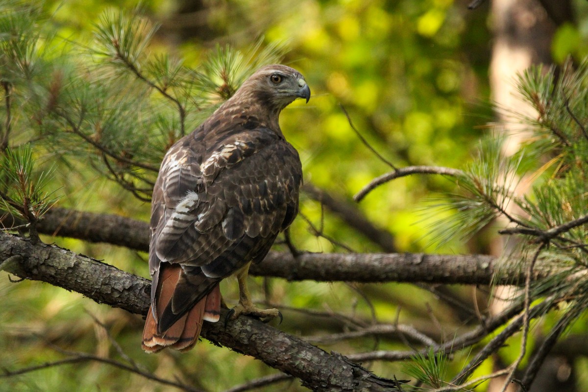 Red-tailed Hawk - ML620362159