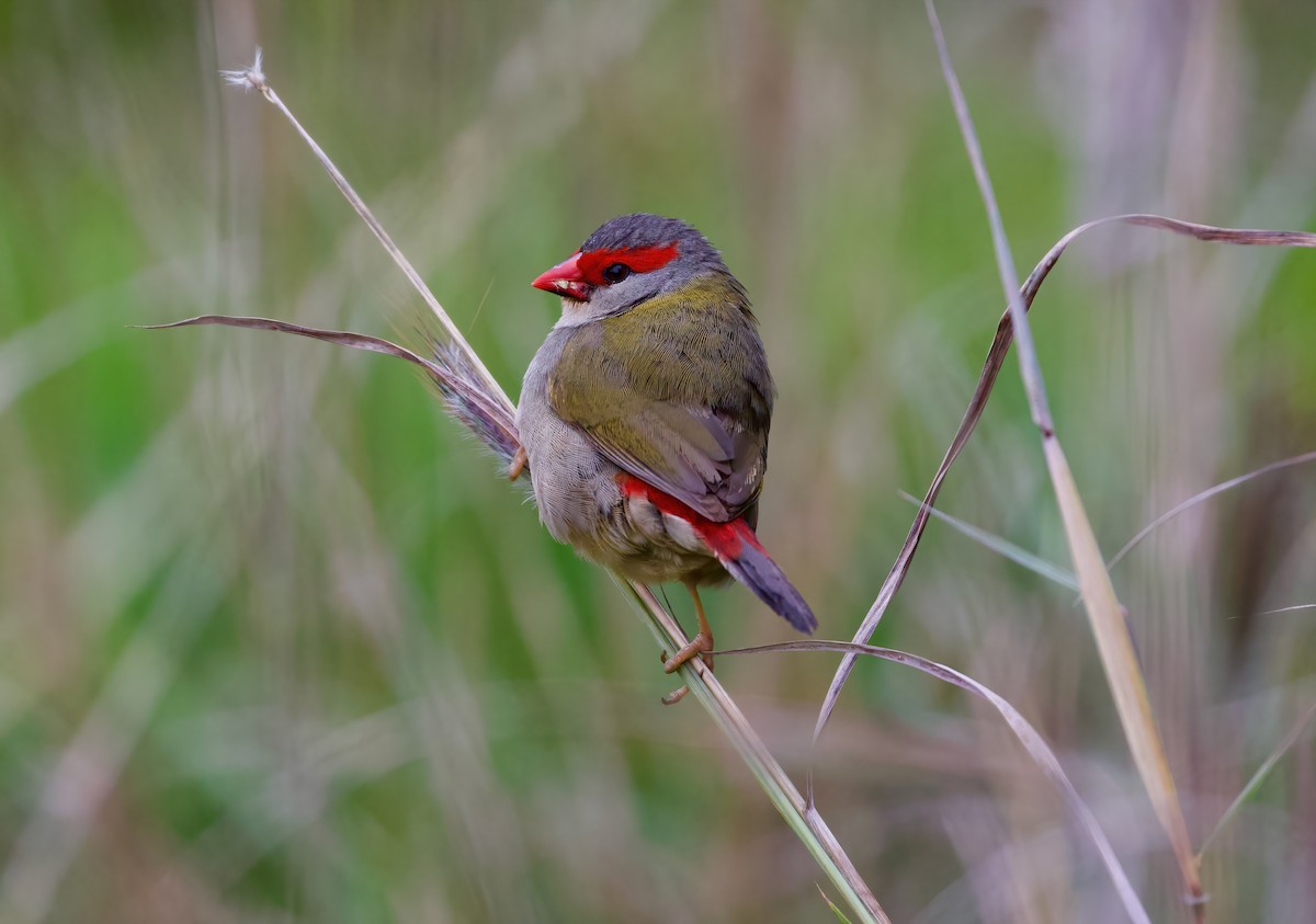 Red-browed Firetail - ML620362177