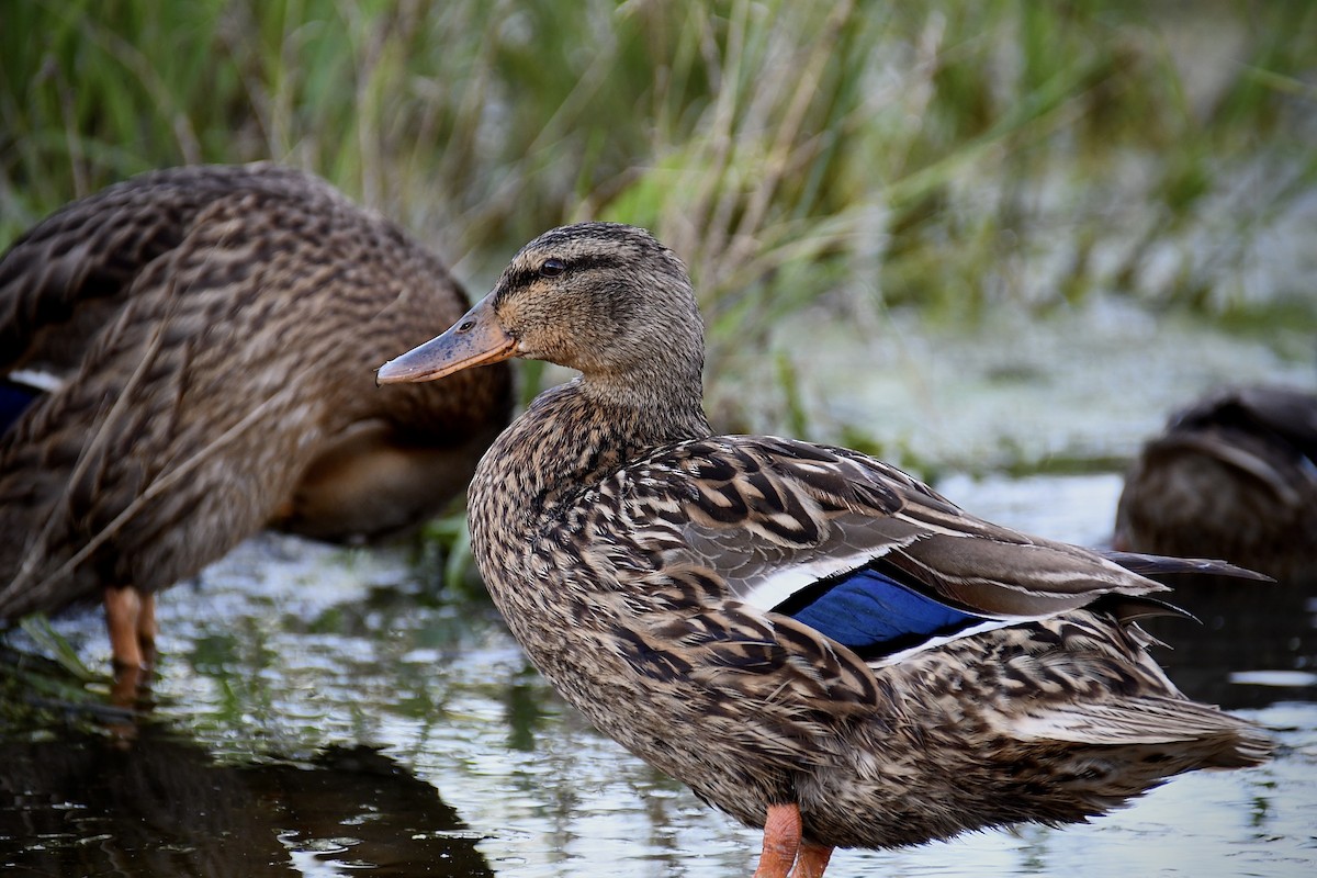 Mallard - ML620362197