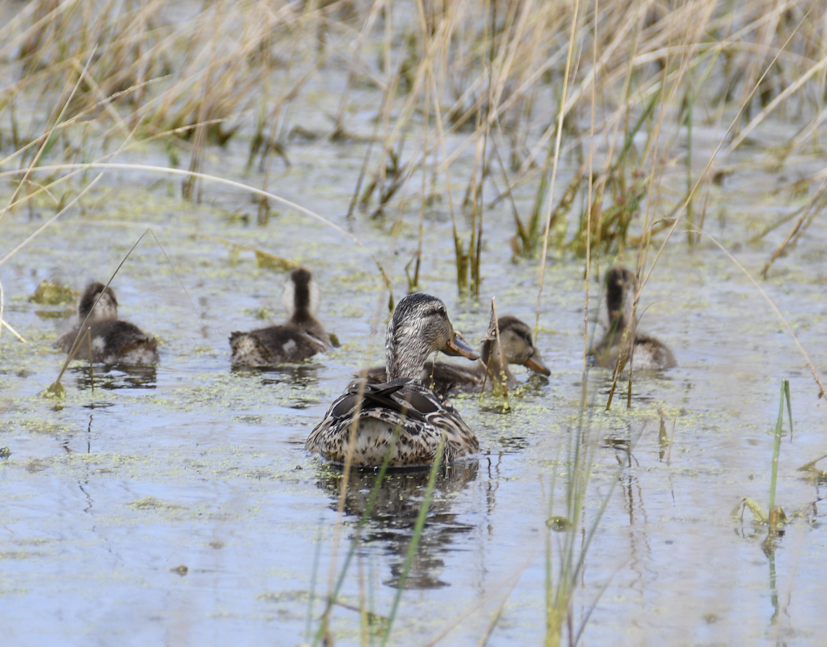 Mallard - ML620362201