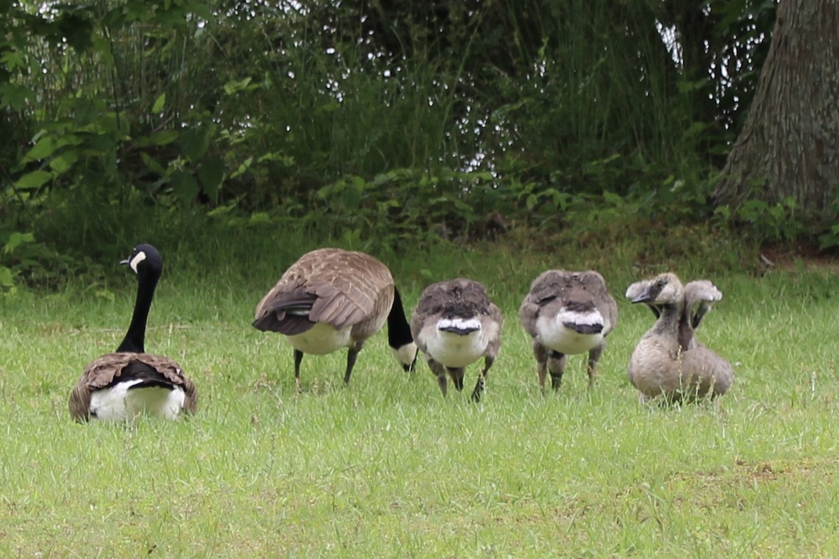 Canada Goose - ML620362205