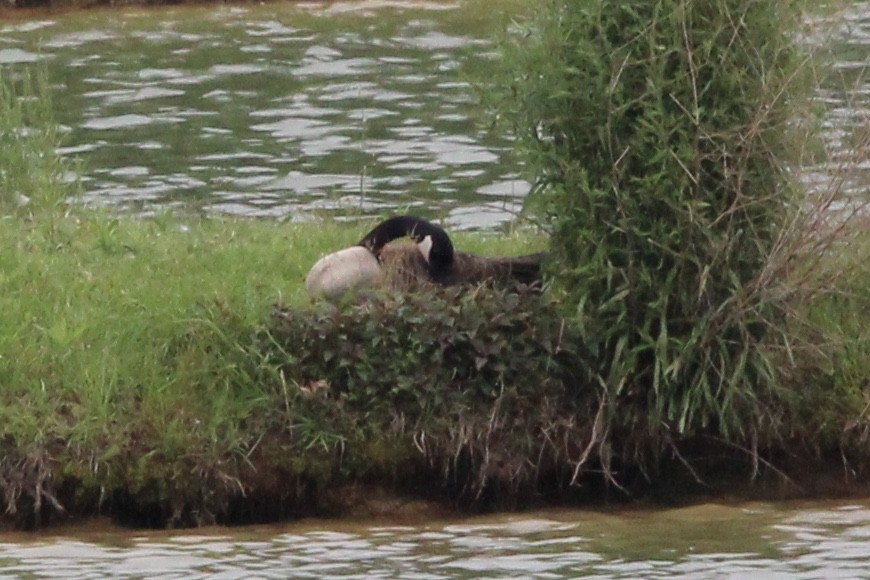 Canada Goose - ML620362206