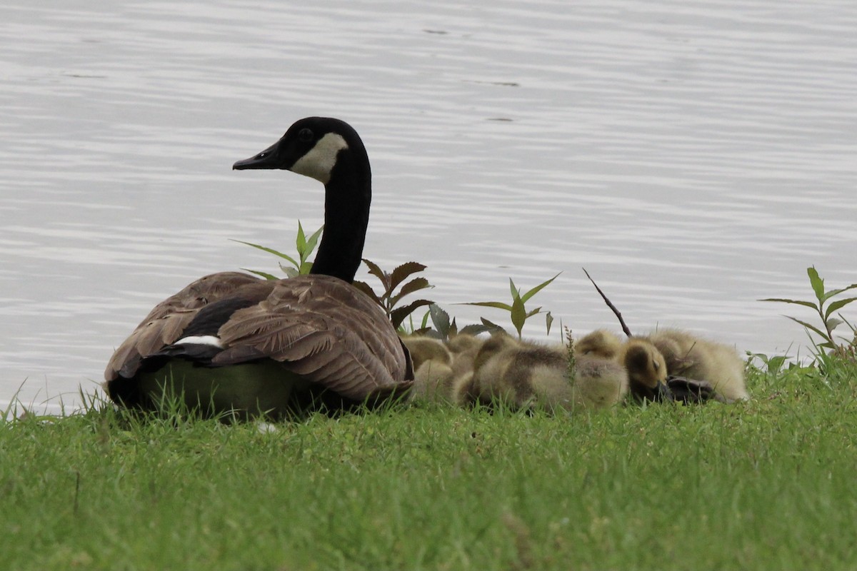 Canada Goose - ML620362208