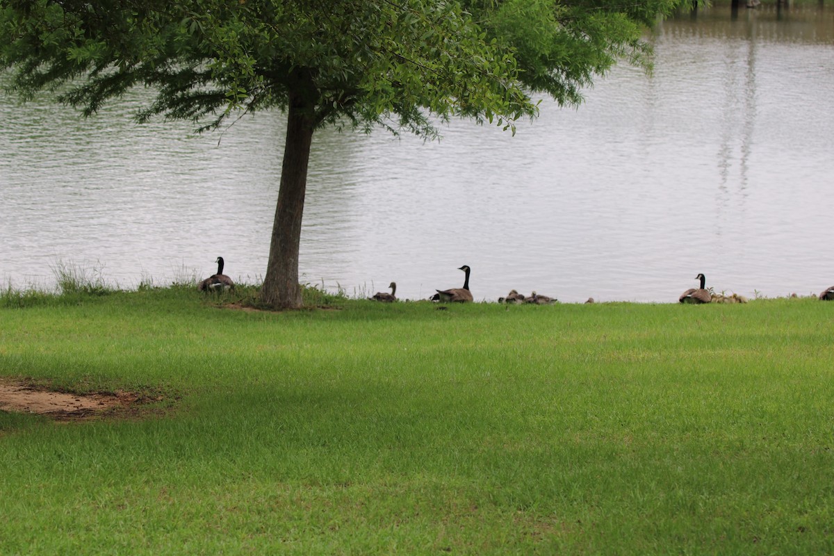 Canada Goose - Susan Wood