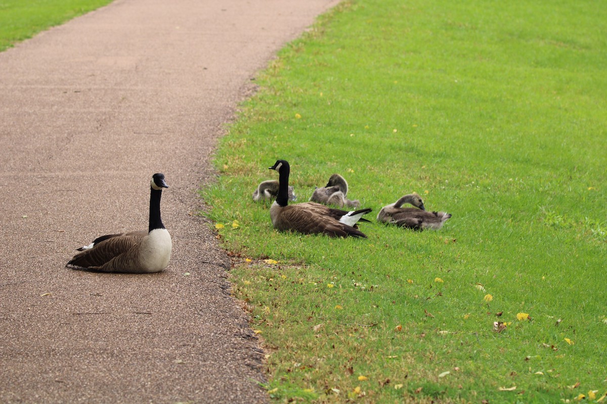 Canada Goose - ML620362211