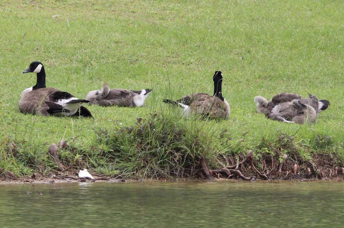 Canada Goose - ML620362213