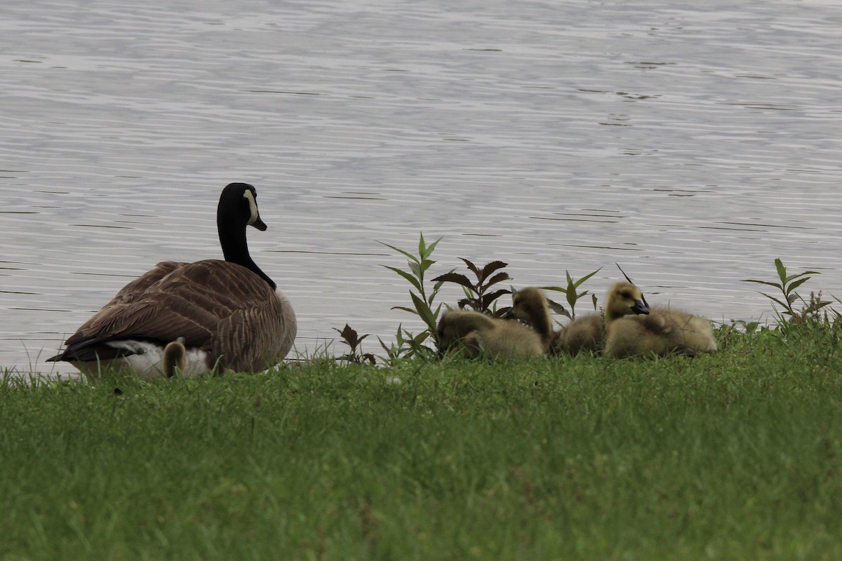 Canada Goose - ML620362214