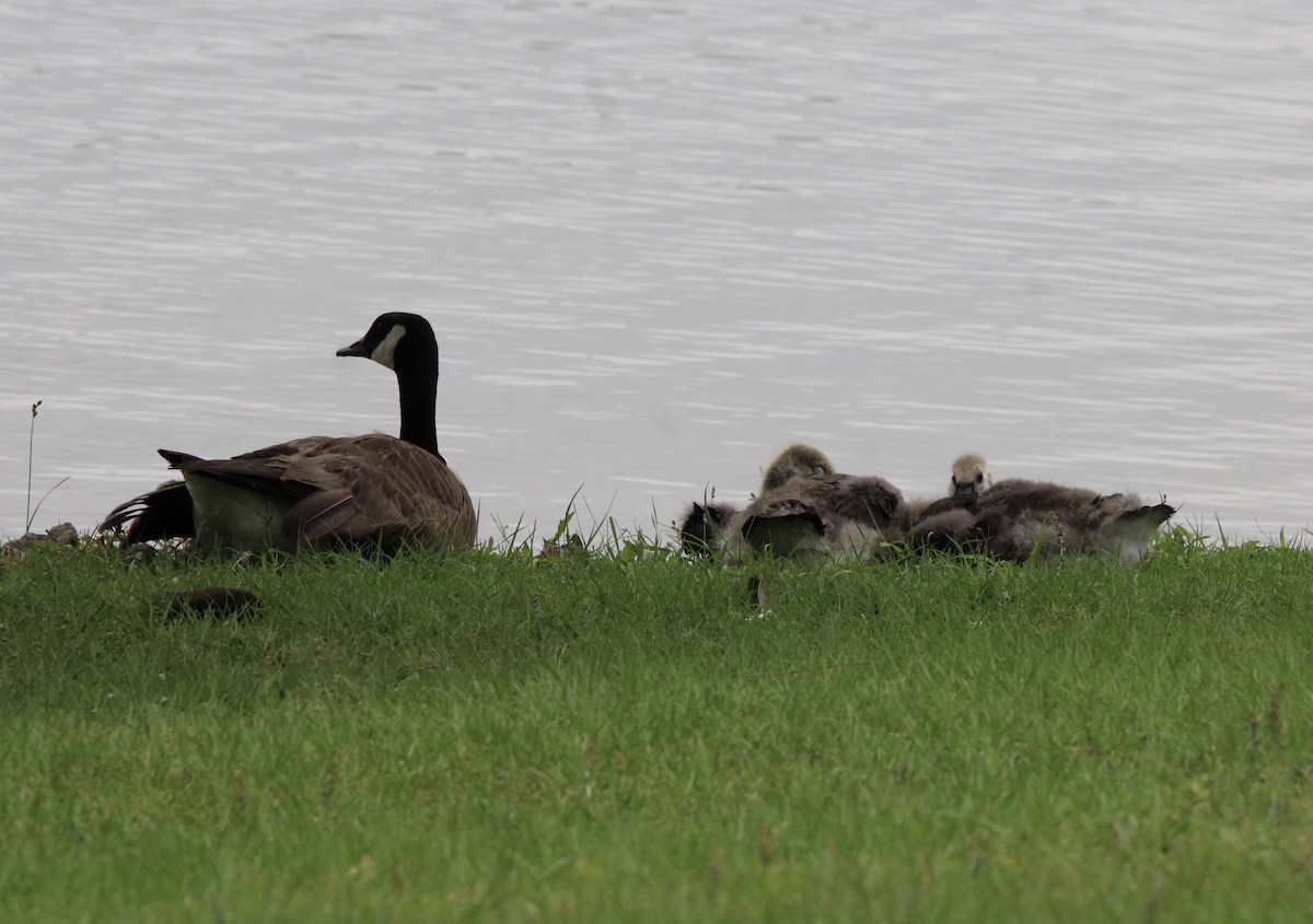 Canada Goose - ML620362216