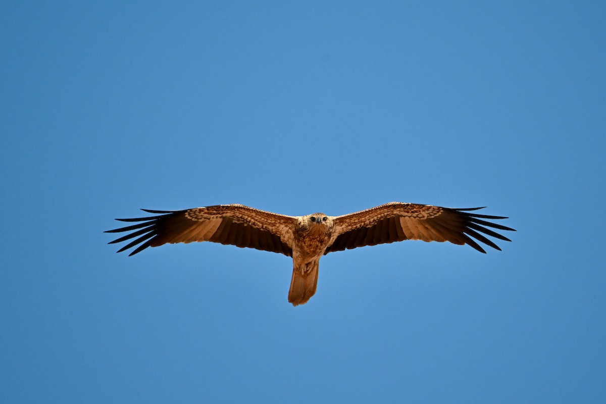 Whistling Kite - ML620362224