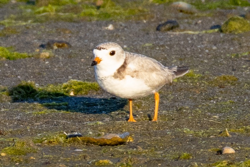 Piping Plover - ML620362227