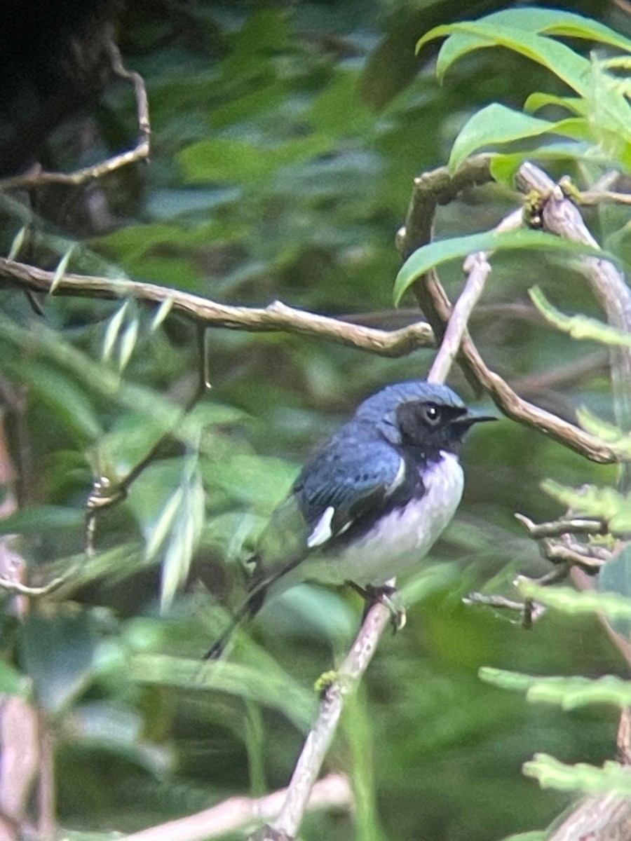 Black-throated Blue Warbler - ML620362229