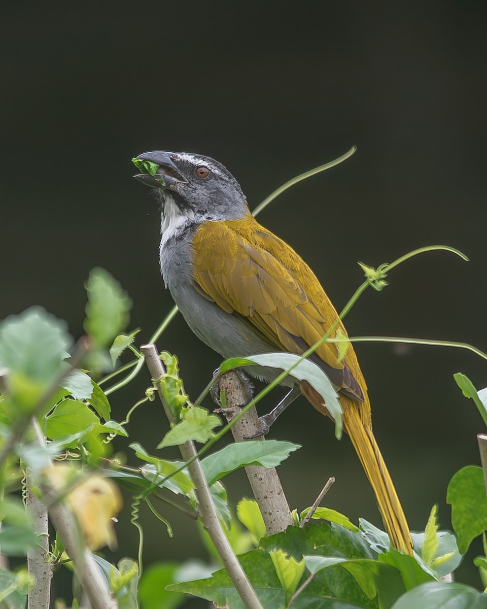 Black-headed Saltator - ML620362261