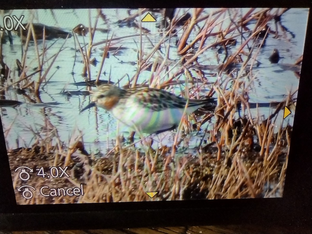 Red-necked Stint - ML620362264