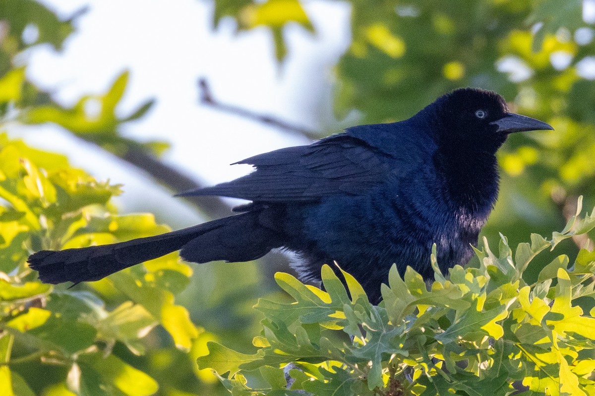 Boat-tailed Grackle - ML620362284