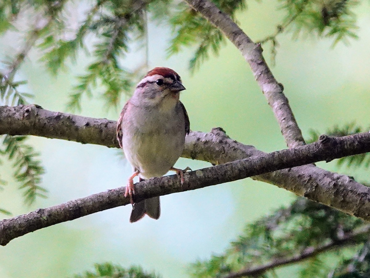 Chipping Sparrow - ML620362290