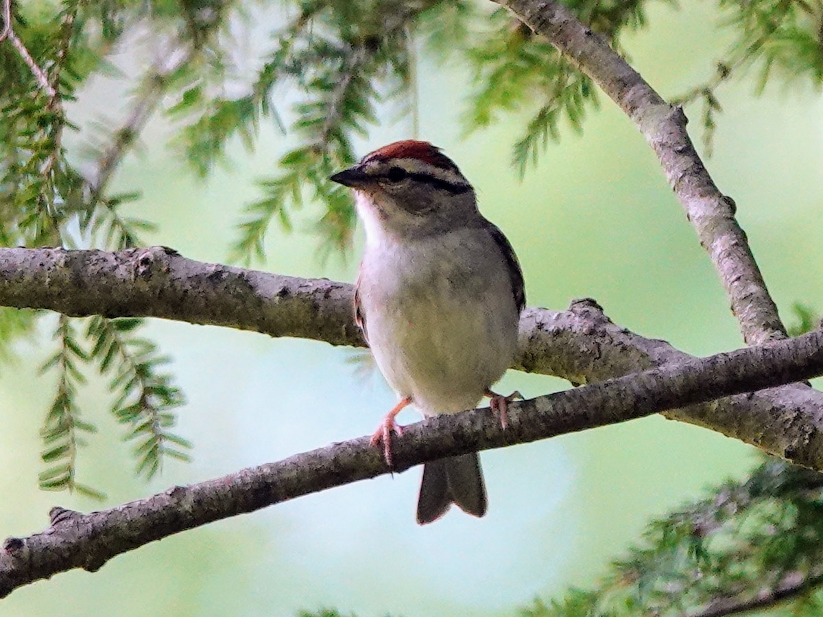 Chipping Sparrow - ML620362291