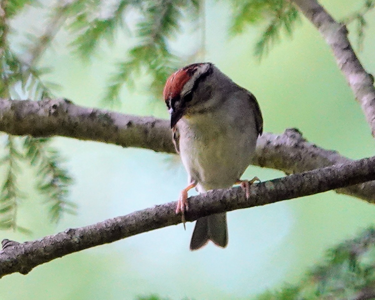 Chipping Sparrow - ML620362293
