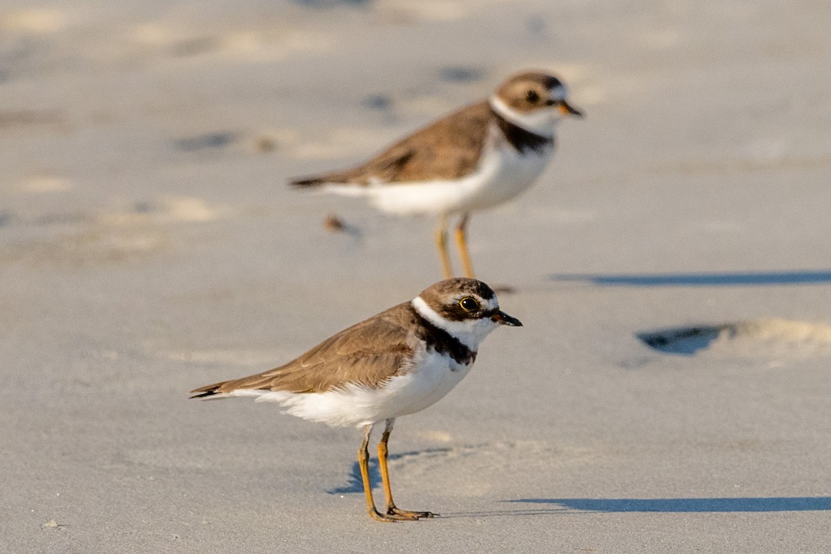 Semipalmated Plover - ML620362295