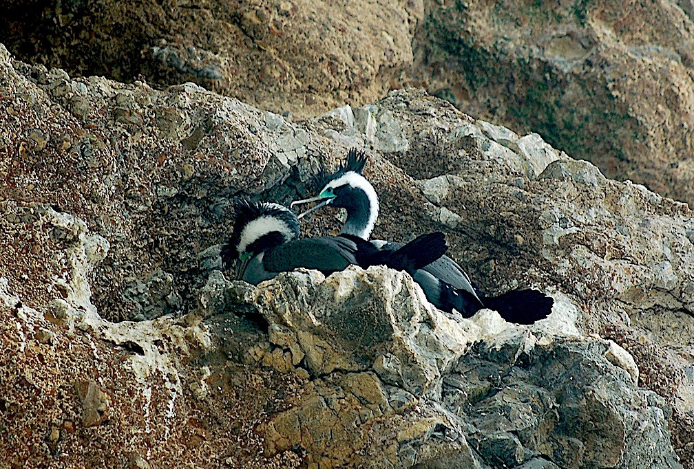 Spotted Shag - ML620362316