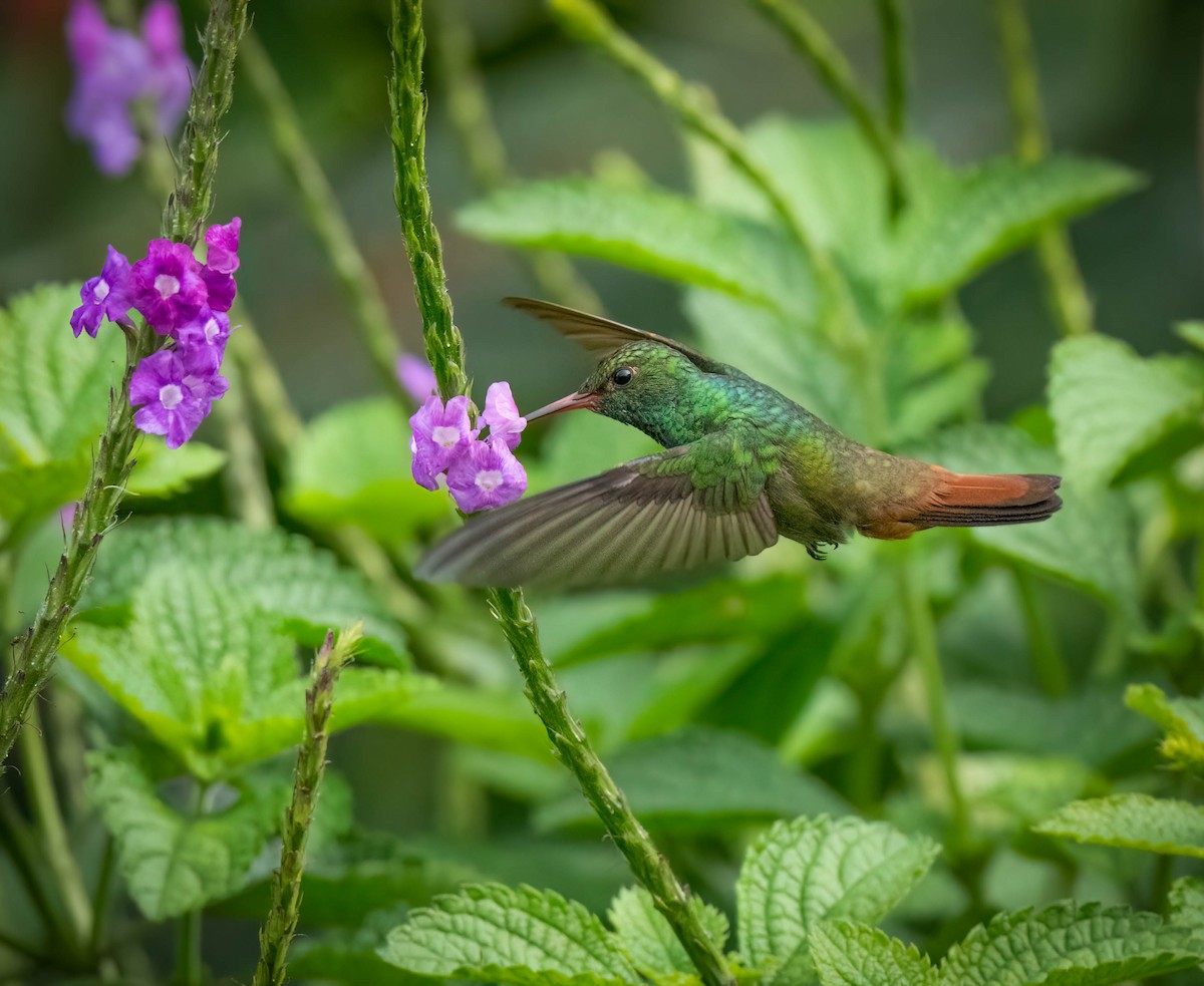 Rufous-tailed Hummingbird - ML620362317