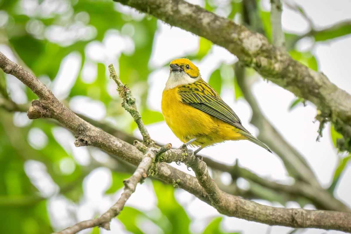 Silver-throated Tanager - ML620362319