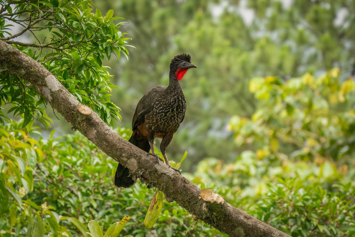Crested Guan - ML620362322