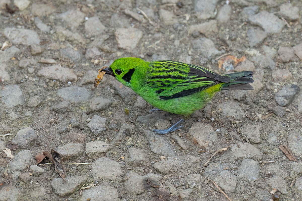 Emerald Tanager - ML620362332