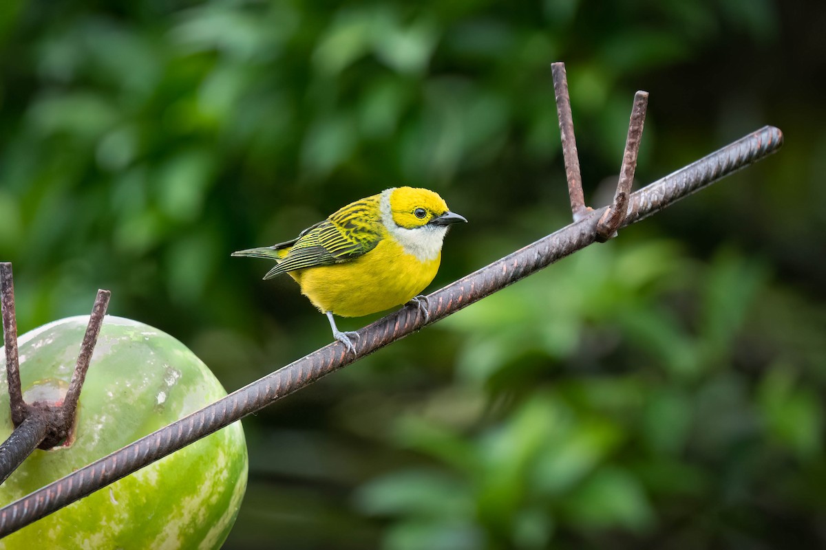 Silver-throated Tanager - ML620362336