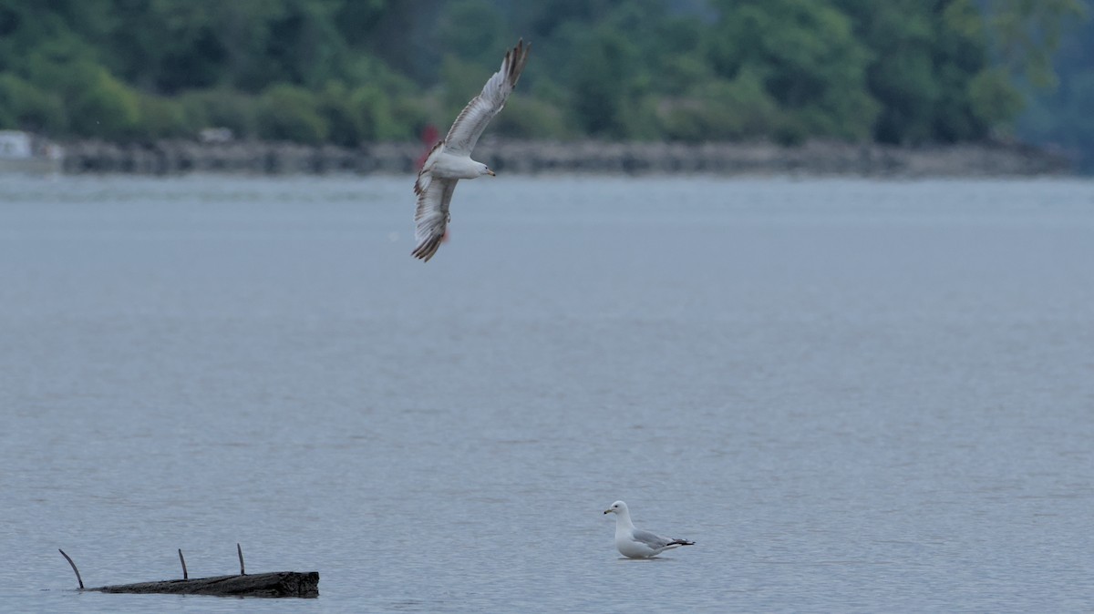 Ring-billed Gull - ML620362341