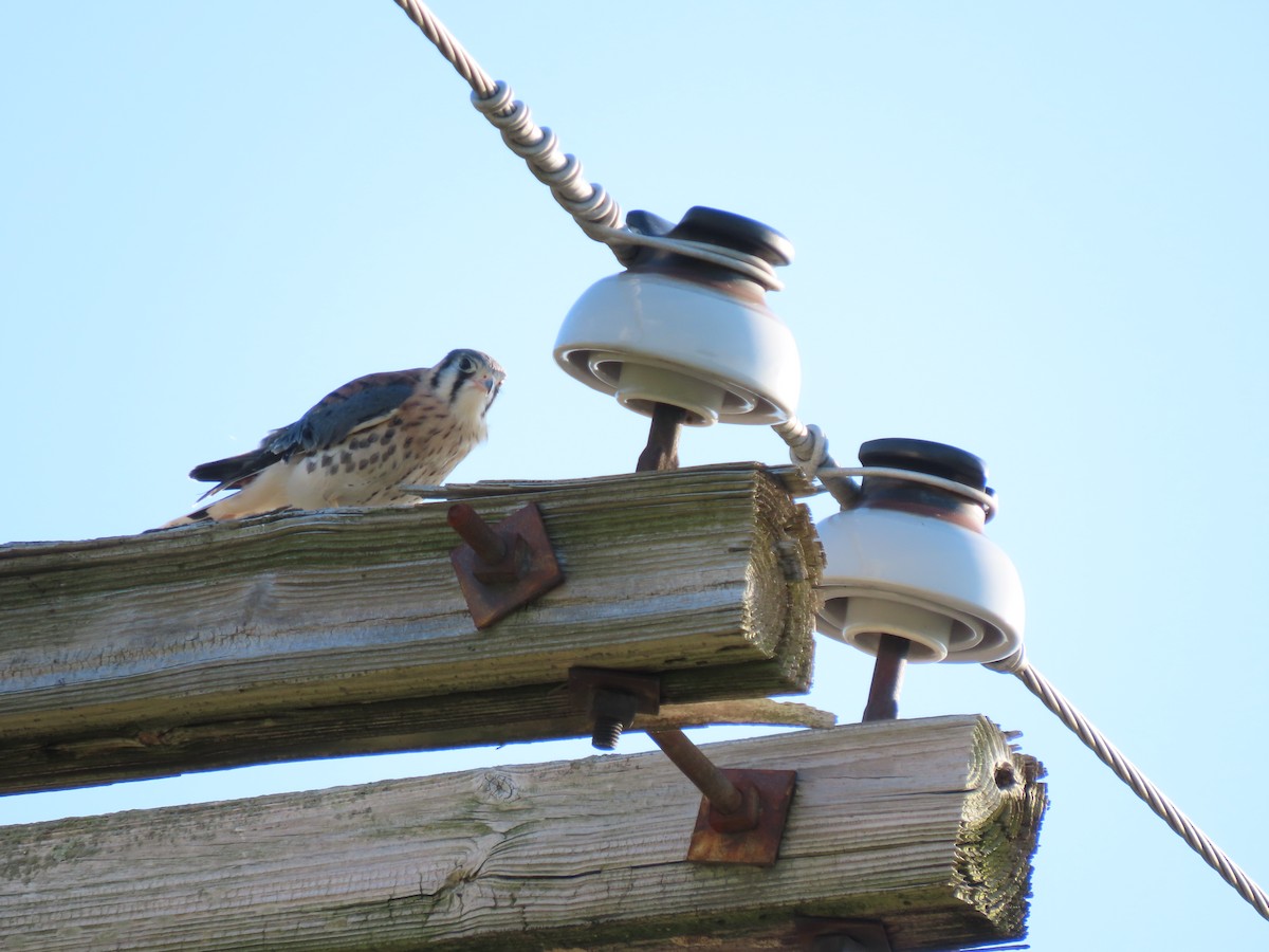 American Kestrel - ML620362345