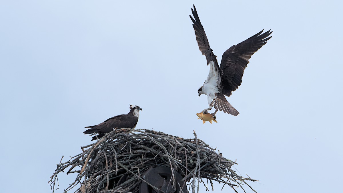 Osprey - ML620362357