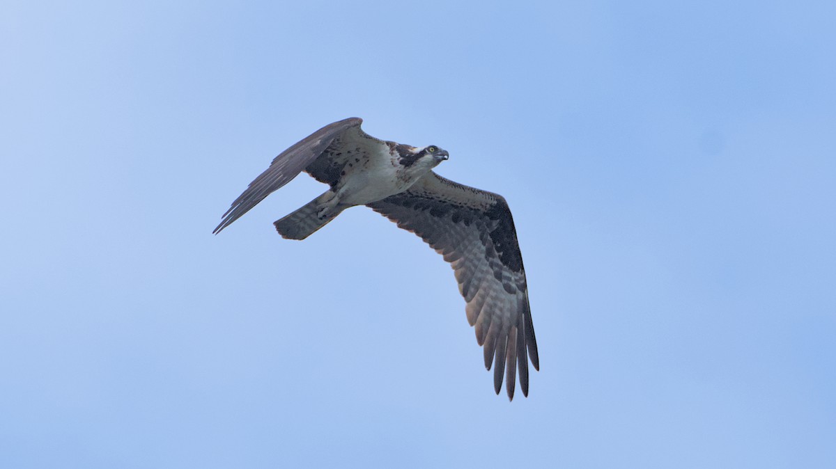 Águila Pescadora - ML620362360