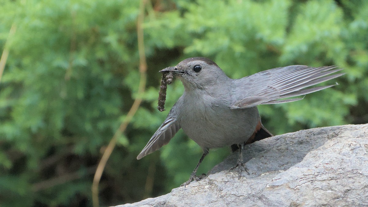 Gray Catbird - ML620362384