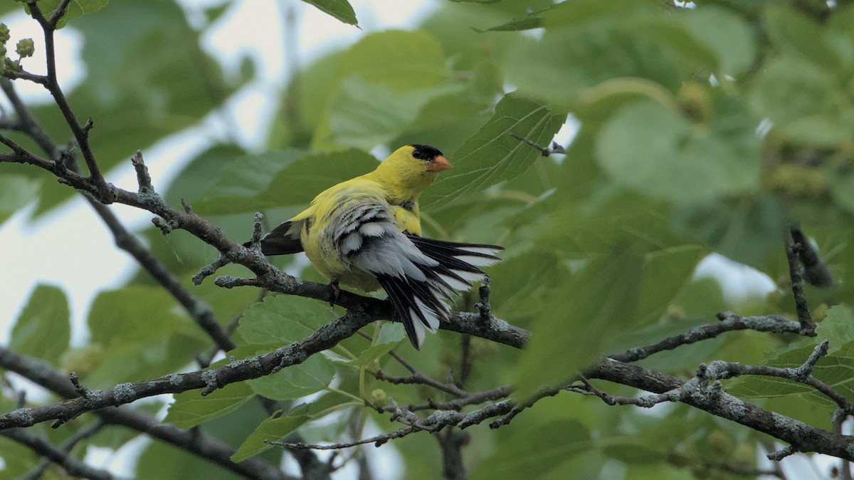 American Goldfinch - ML620362387