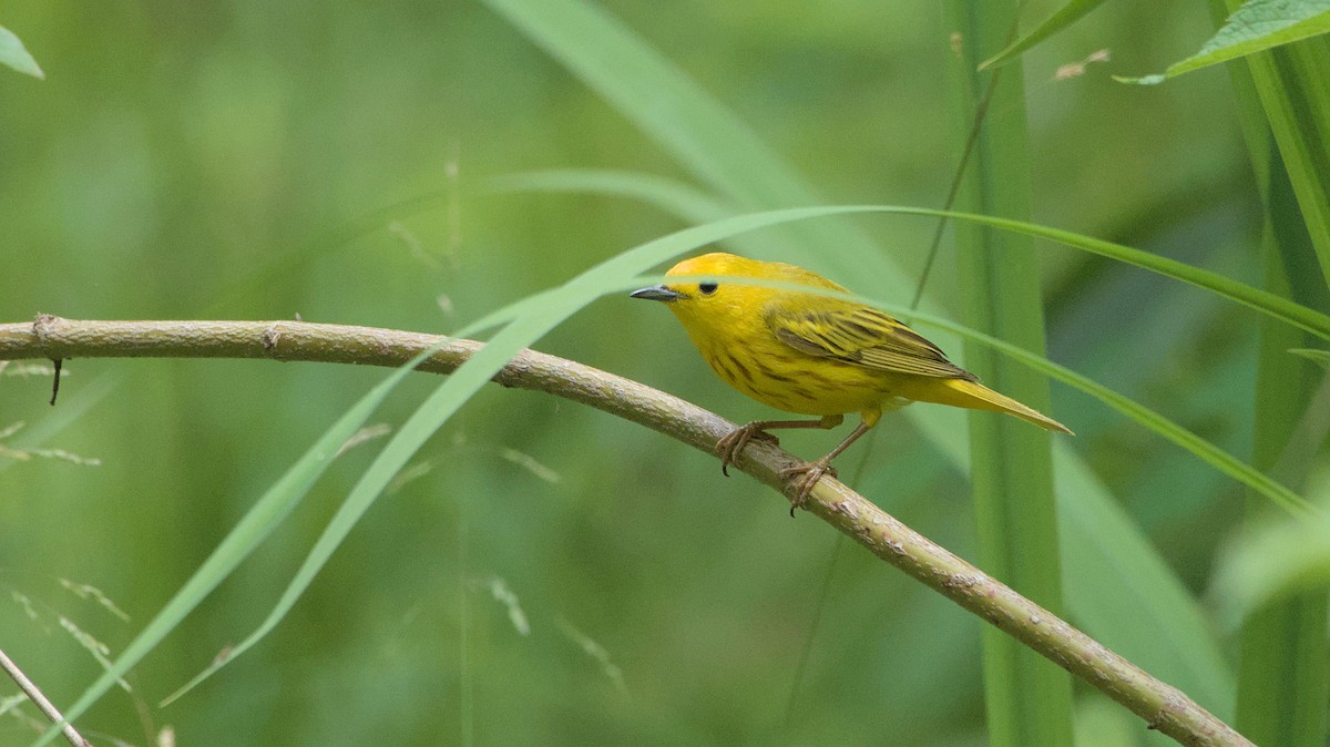 Yellow Warbler - Robert Howard