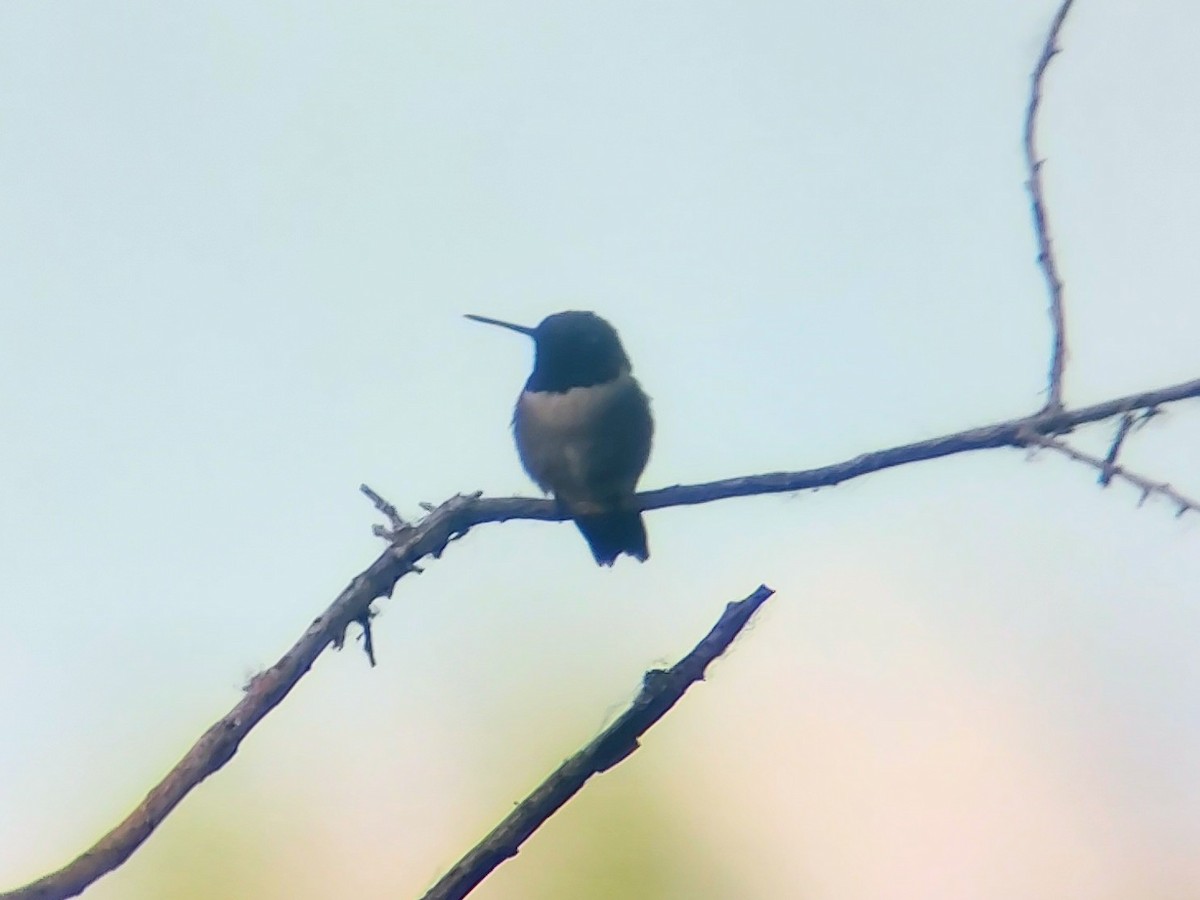 Black-chinned Hummingbird - ML620362399