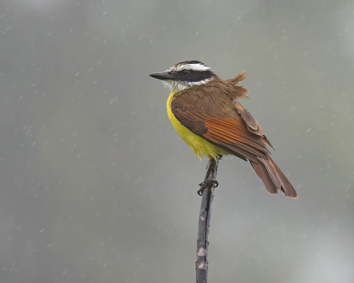 Great Kiskadee - ML620362404