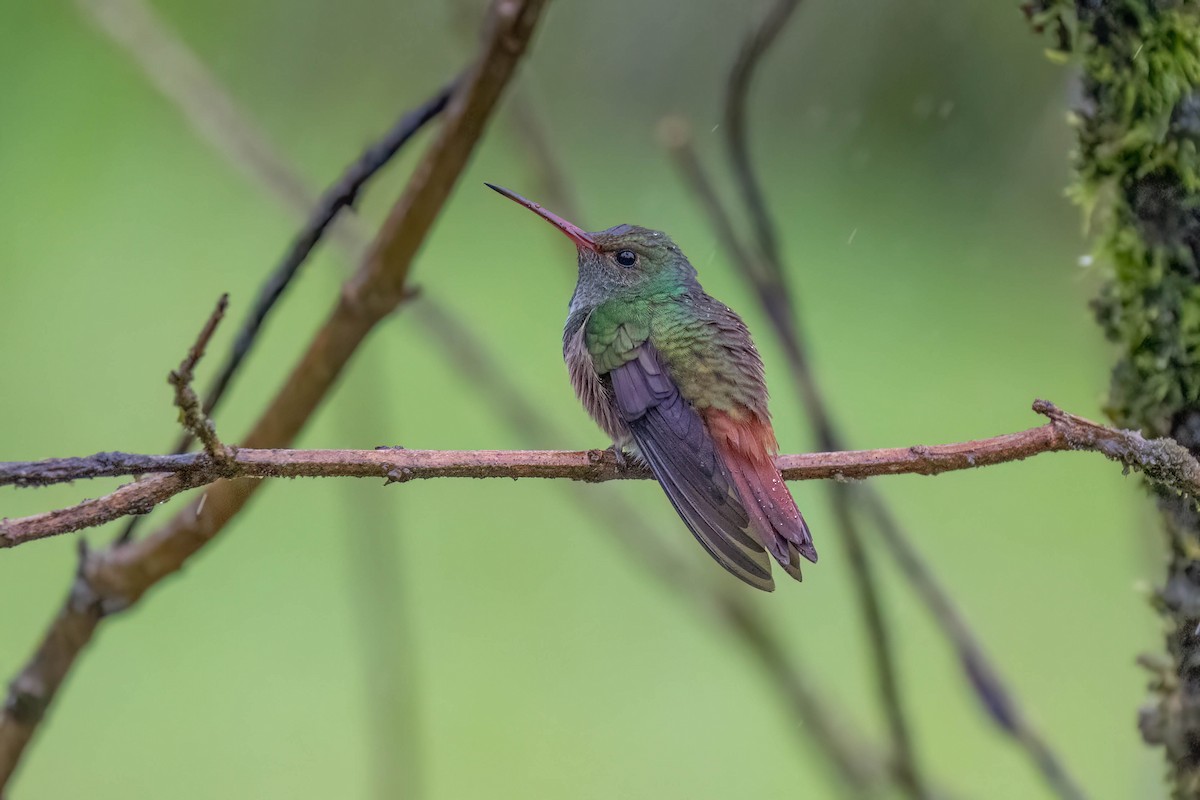 Rufous-tailed Hummingbird - ML620362408