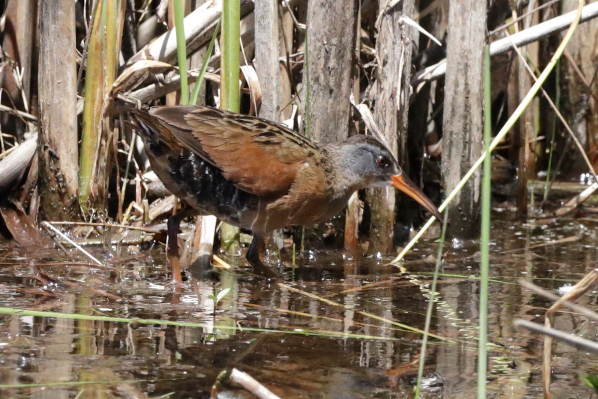 Virginia Rail - Steve McNamara