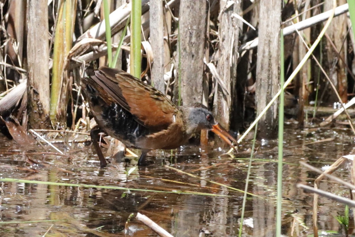 Virginia Rail - ML620362415