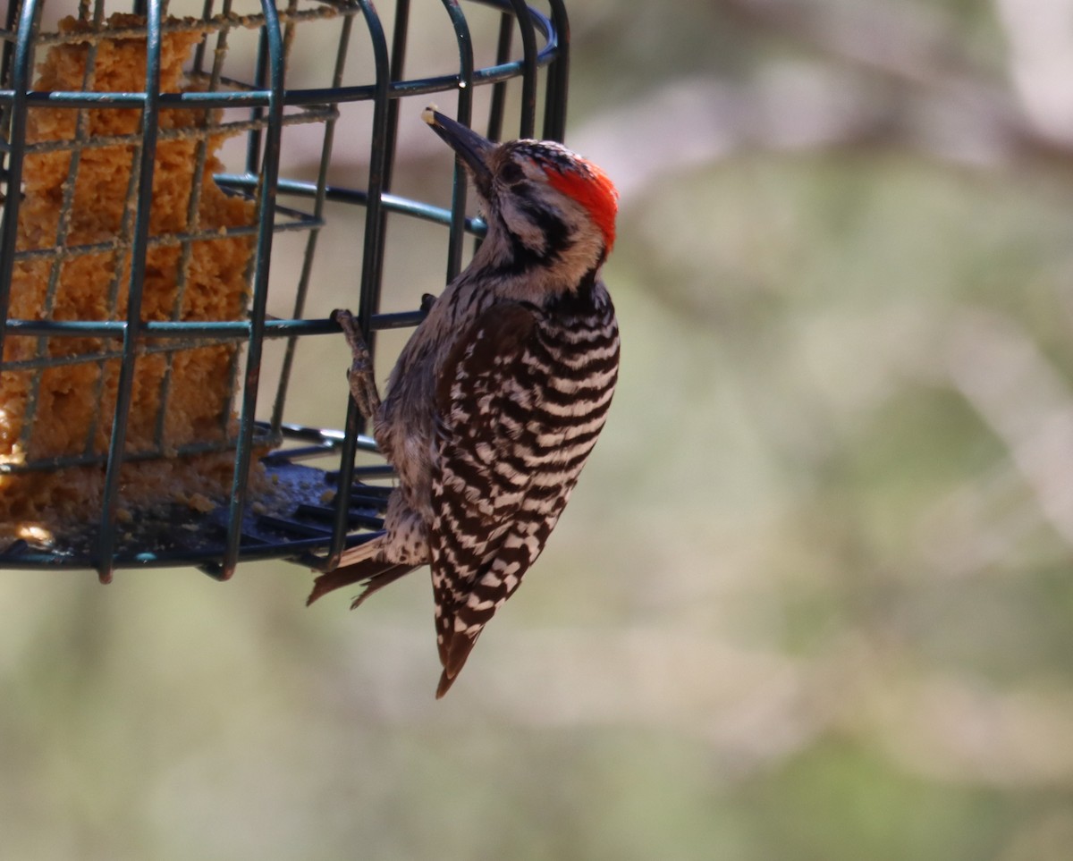 Ladder-backed Woodpecker - ML620362418